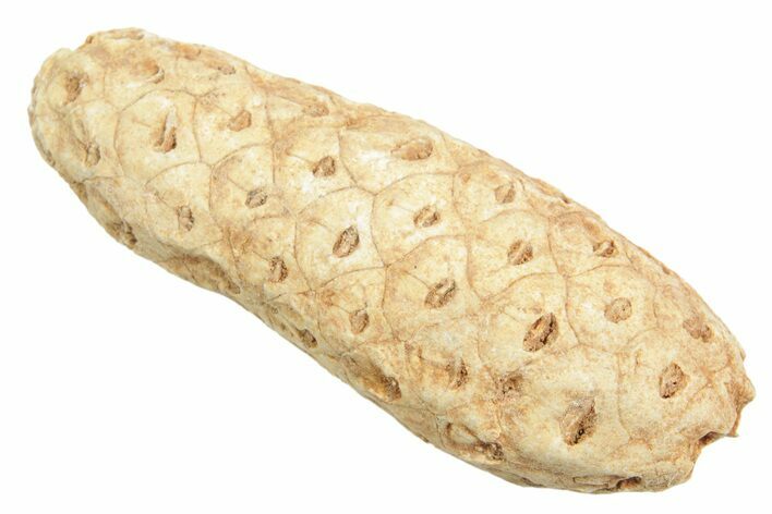 Fossil Cycadophyte Seed Cone - Boujdour, Morocco #349011